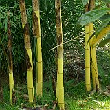 Phyllostachys vivax aureocaulis 5 2012.JPG